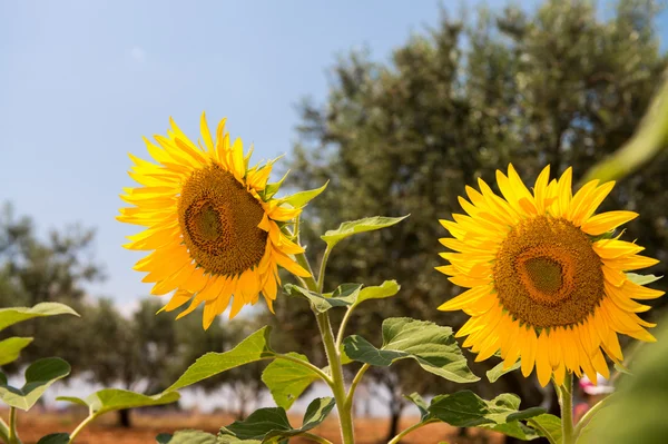 Vackra solrosor fältet i provence - Frankrike — Stockfoto