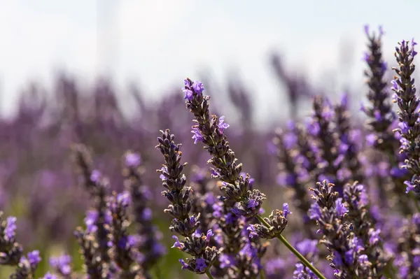 Flor de lavanda que florece campos perfumados en filas interminables. Valenso — Foto de Stock