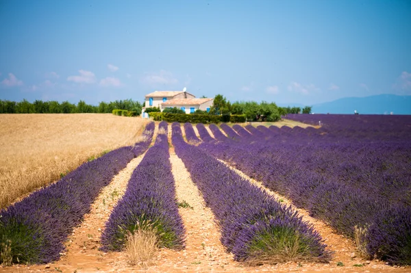 Flor de lavanda que florece campos perfumados en filas interminables. Valenso — Foto de Stock