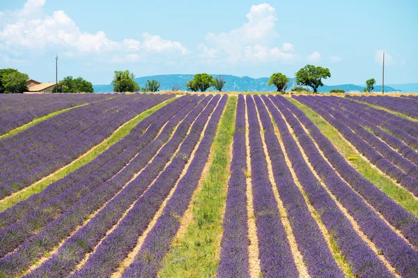 Lavender flower blooming scented fields in endless rows. Valenso — Stock Photo, Image