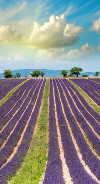 güzel portre görünümünde lavanta alanları Provence - Fransa
