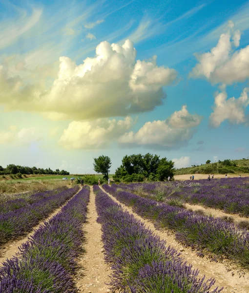 Campos Lavander em Provence ao pôr-do-sol — Fotografia de Stock