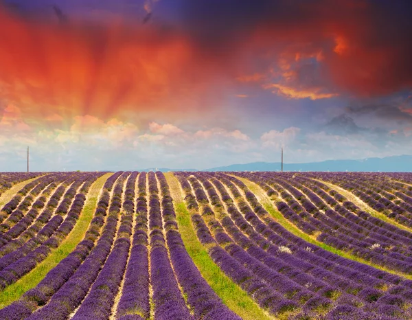 Provence, França. Campos de lavanda bonita no pôr do sol de verão — Fotografia de Stock