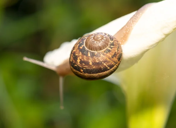 Schnecke auf einer weißen Calla, Nahaufnahme — Stockfoto