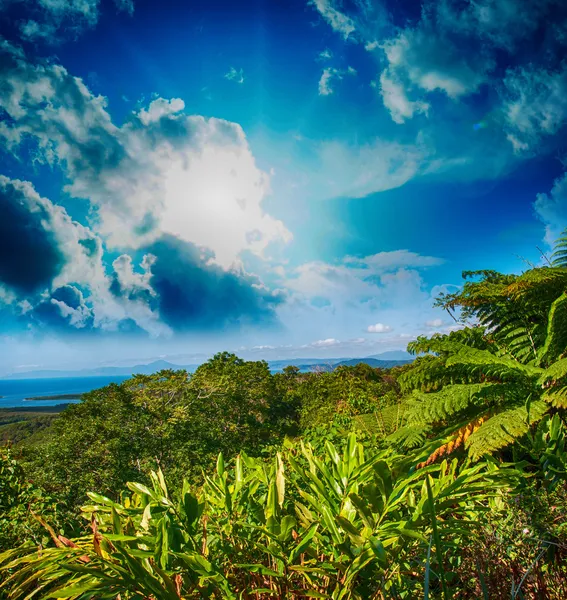 Krásné stromy a vegetace, Queensland, Austrálie — Stock fotografie