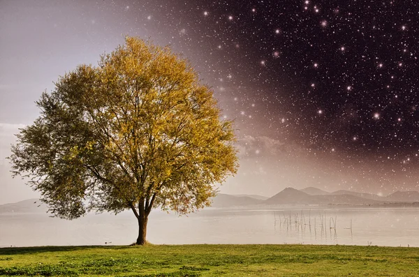 Vakker utsikt over det isolerte treet på dramatisk bakgrunnshimmel – stockfoto