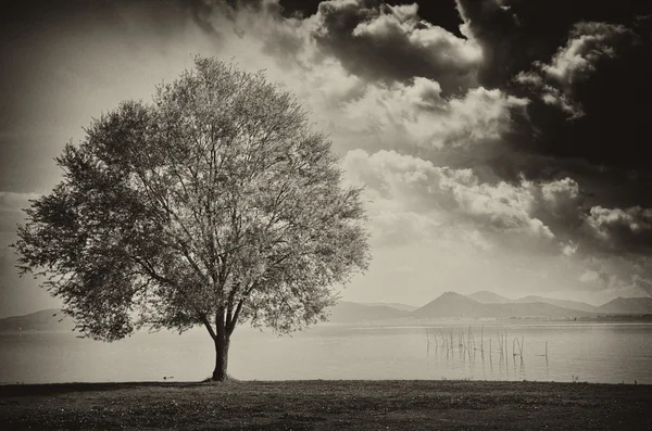 Hermosa vista del árbol aislado en el cielo de fondo dramático — Foto de Stock