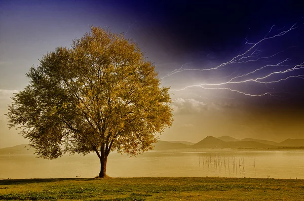 Bela vista da árvore isolada no céu de fundo dramático — Fotografia de Stock