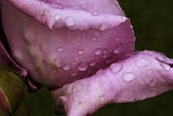 Våt lila rose — Stockfoto