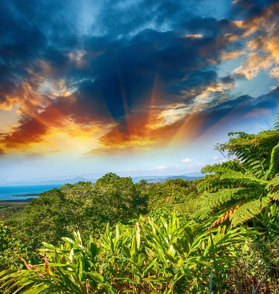 Prachtige bomen en vegetatie van queensland, Australië — Stockfoto