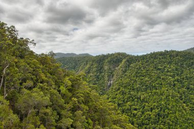 yağmur ormanı bitki örtüsü arasında cairns ve kuranda, queensland