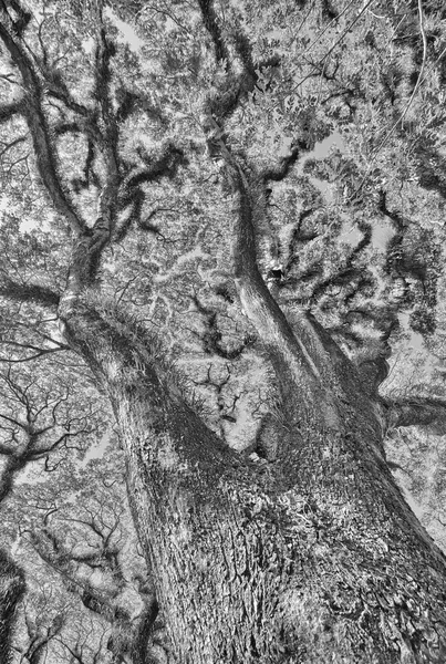 Güzel ağaç dalı etkileri daintree Milli Parkı — Stok fotoğraf