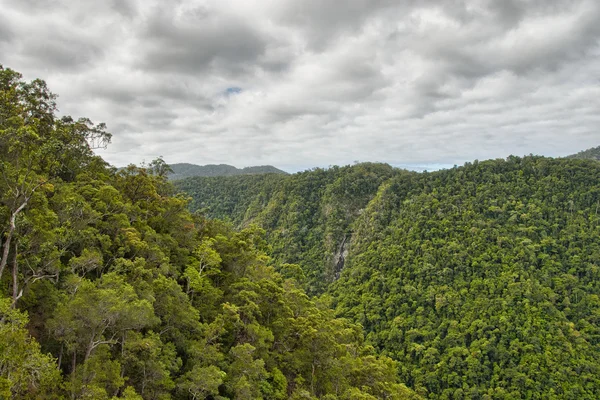 Roślinność leśna deszcz między cairns i kuranda, queensland — Zdjęcie stockowe