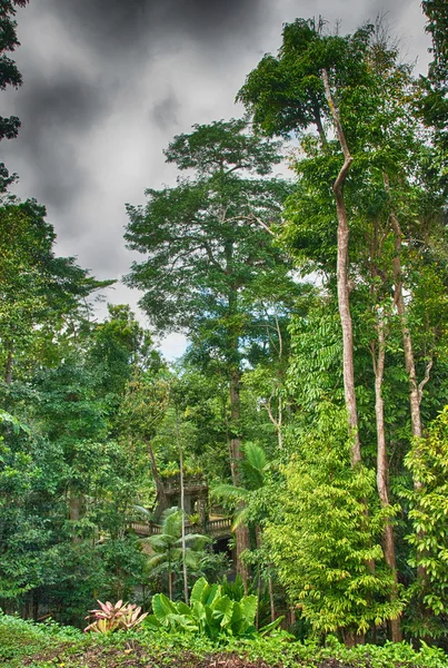 Misyon plaj sahil bitki kış sezonu, queensland — Stok fotoğraf