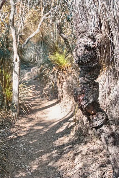 Coastal Vegetation of Queensland - Australia — Stock Photo, Image