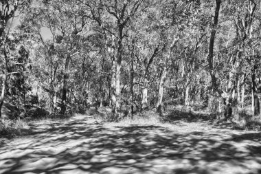 bitki örtüsü ve renkleri fraser Island, Avustralya