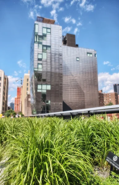 Vegetation of High Line Park with blurried skyscrapers — Stock Photo, Image