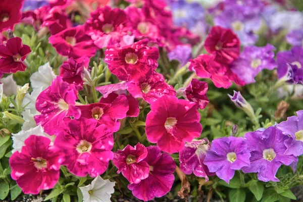 Violett och röda blommor — Stockfoto