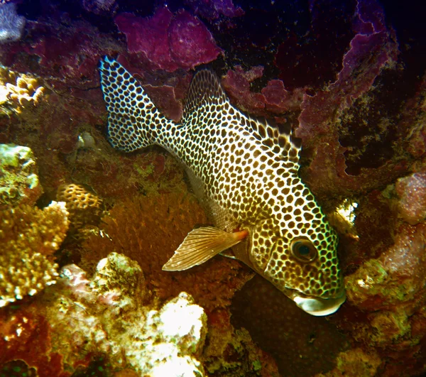 Schöne Farben des Korallenriffs, große Fische — Stockfoto