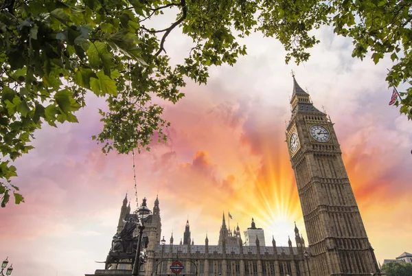Houses of Parliament, London. Westminster Palace framed by tree — Stock Photo, Image