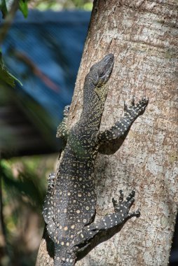 dantel çıkacağız (varanus varius) veya dantel monitörü - kertenkele WHI içinde