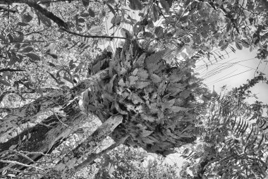 ince, İstanbul. Kış renkleri ve coa boyunca bitki örtüsü