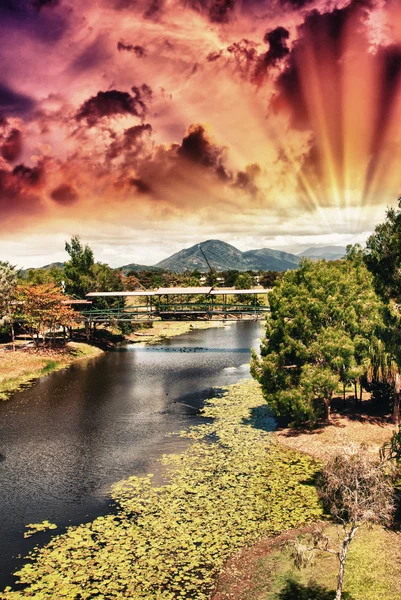 Splendidi alberi e vegetazione del Queensland, Australia — Foto Stock