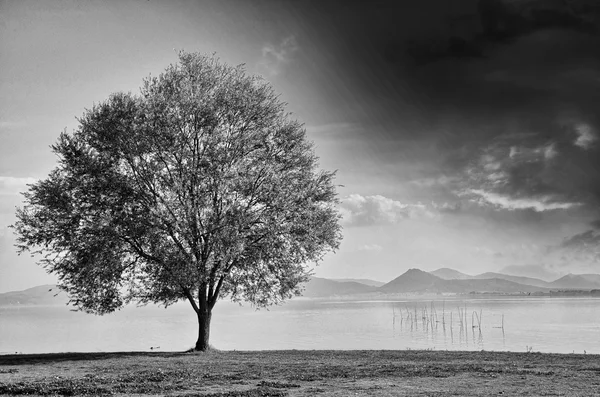 Hermosa vista del árbol aislado en el cielo de fondo dramático — Foto de Stock