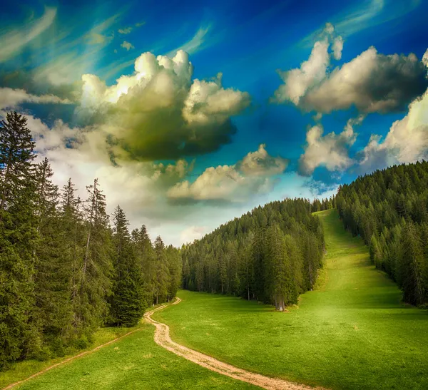 Vackra skogar av Dolomiterna. italienska Alperna ängar och träd i — Stockfoto