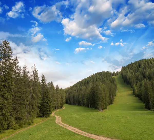Prachtige bossen van de Dolomieten. Italiaanse Alpen weiden en bomen in — Stockfoto