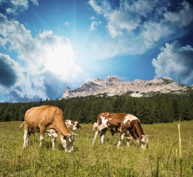 dolomites üzerinde Dağları cortina d'ampezzo yakınında inekler otlatma