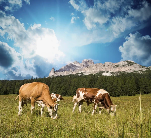 Vacas de pastoreo en las montañas Dolomitas cerca de Cortina d 'Ampezzo — Foto de Stock