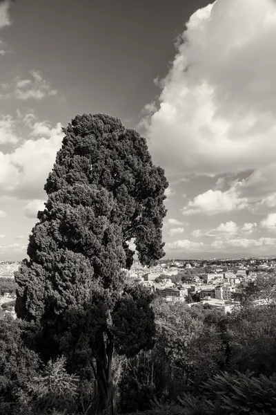 Herfst boom met rome op achtergrond — Stockfoto