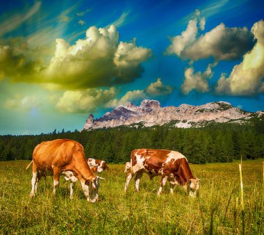 dolomites üzerinde Dağları cortina d'ampezzo yakınında inekler otlatma