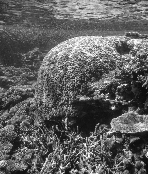 Krásný podvodní barvy queensland korálový útes - Austrálie — Stock fotografie