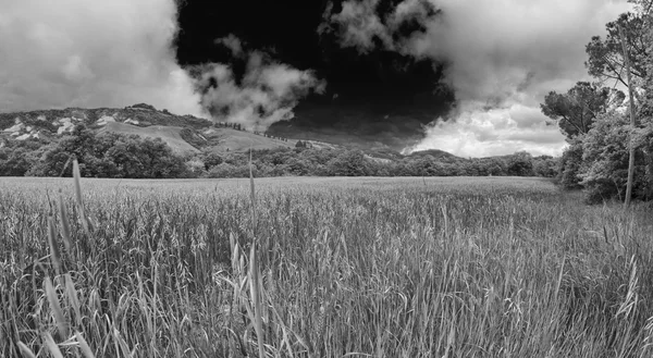 Grønn mark under blå himmel. Vakker naturbakgrunn – stockfoto