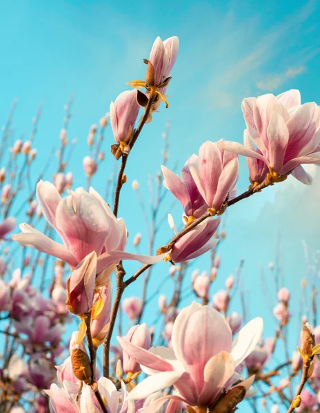 Wonderful colors of spring. Magnolia flowers against the sky at — Stock Photo, Image