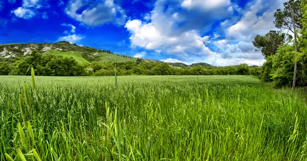 Campo verde bajo el cielo azul. Hermosa naturaleza fondo —  Fotos de Stock