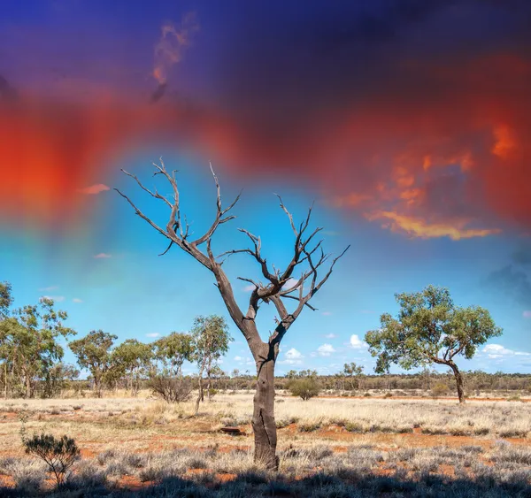 Autralisches Outback. — Stockfoto