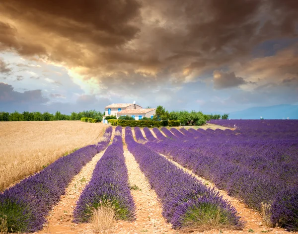 Flores de lavanda — Fotografia de Stock