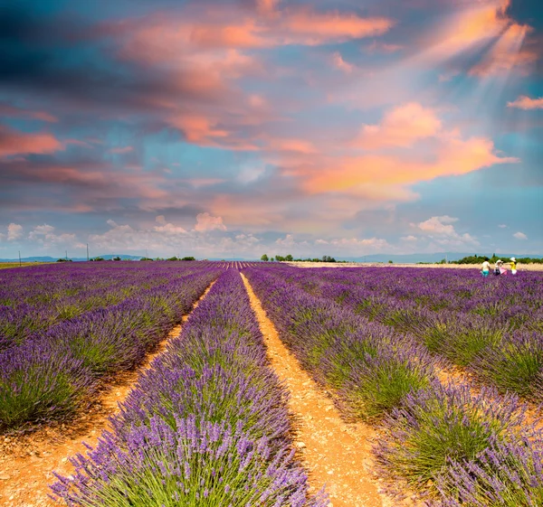 Lavendelfält av provence i juli — Stockfoto