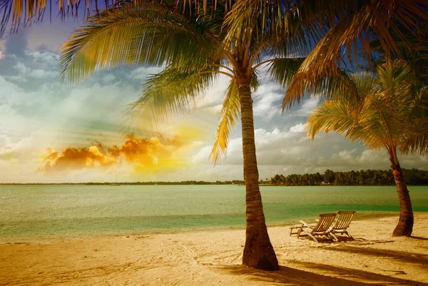 Морской пейзаж с деревом на нетронутом пляже — стоковое фото