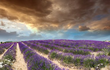 Provence lavanta alanlar