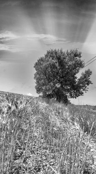 Дерево, изолированное под закатом — стоковое фото