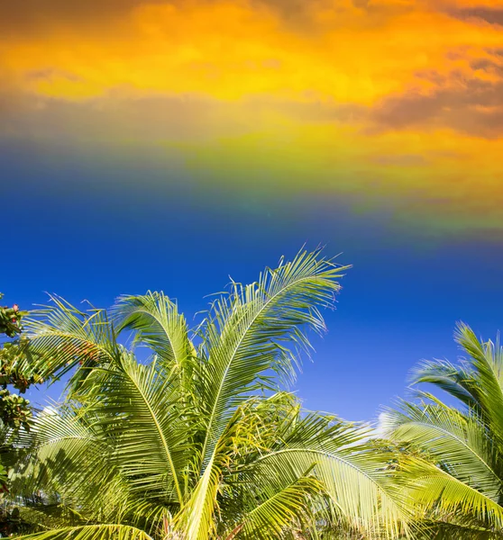 Sonnenuntergang Himmel über Palmen. — Stockfoto