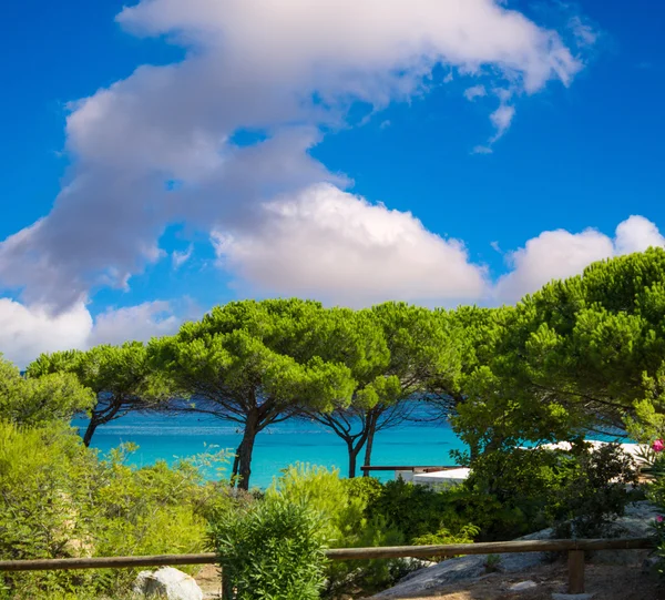 Pijnbomen, corsica kustlijn — Stockfoto