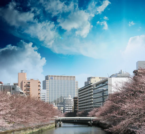 Skyline i tokyo — Stockfoto