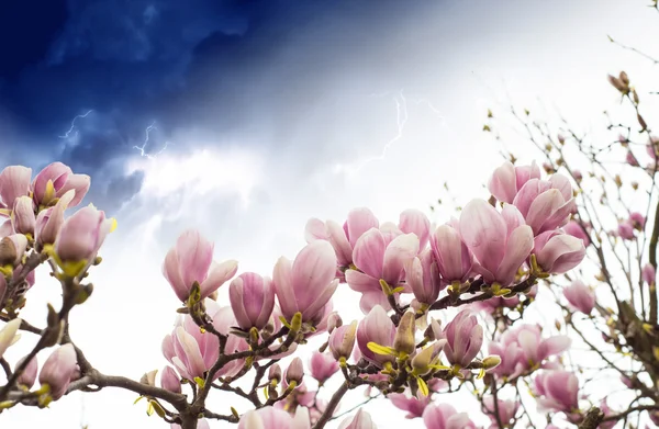 Magnolia Tree Blossom — Stock Photo, Image