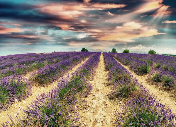Lavendel weilanden in de provence — Stockfoto