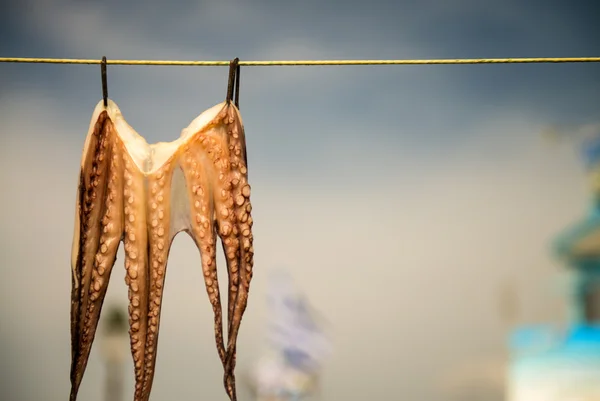 Octopus hanging on line to dry — Stock Photo, Image